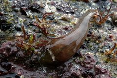 Lepadogaster candolii