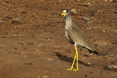 Vanellus senegallus