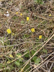 Ranunculus multiscapus