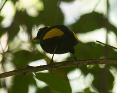 Sericulus chrysocephalus