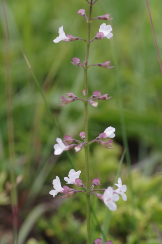 Cuito River Keepsafe (Endostemon palustris)