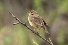 Anthus leucophrys