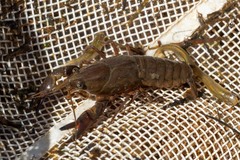Cherax destructor