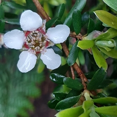 Leptospermum lanigerum