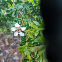 Leptospermum lanigerum