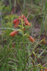 Orthochilus aurantiacus