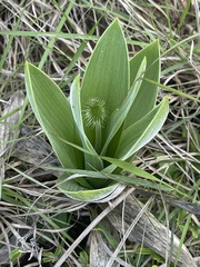 Schizocarphus nervosus