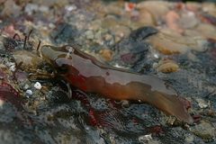 Lepadogaster candolii