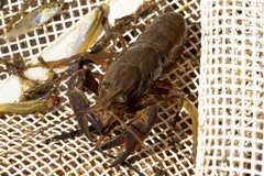 Cherax destructor