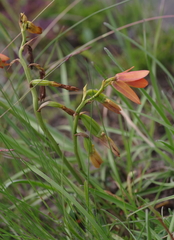 Orthochilus aurantiacus