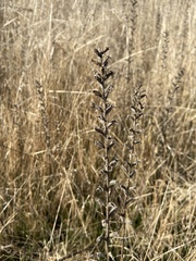 Bellardia viscosa