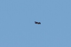 Aquila spilogaster