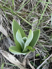 Schizocarphus nervosus