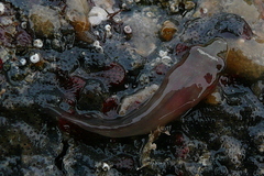 Lepadogaster candolii