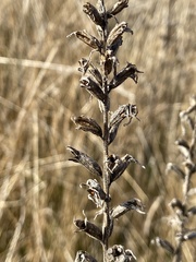 Bellardia viscosa