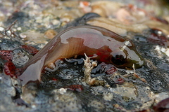Lepadogaster candolii
