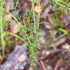Genista hispanica