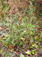 Genista hispanica