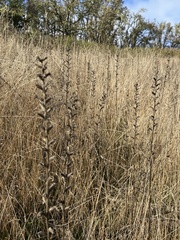 Bellardia viscosa