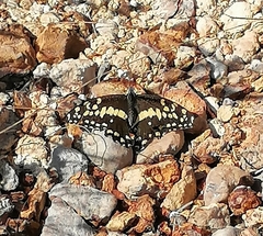 Papilio demodocus demodocus