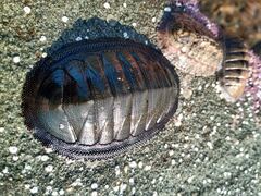 Chiton magnificus
