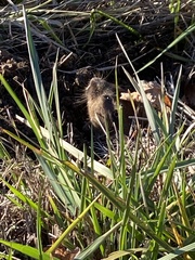 Thomomys