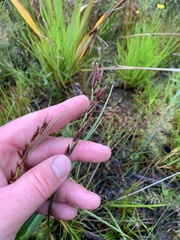 Schoenus brevifolius