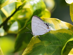 Hypolycaena phorbas