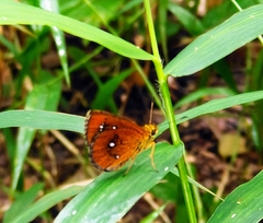 Iambrix salsala salsala