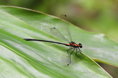 Austroargiolestes amabilis