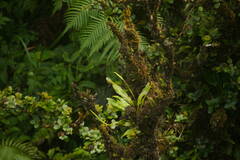 Elaphoglossum