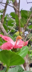 Hibiscus rosa-sinensis