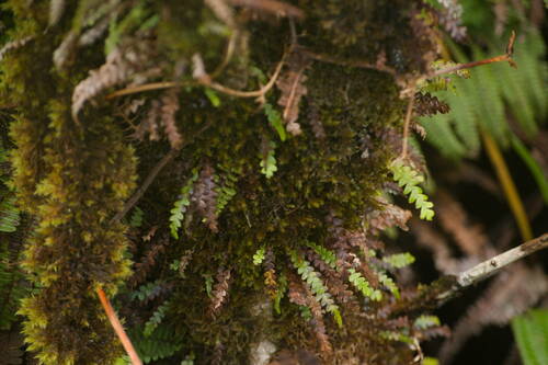 Graceful kihifern (Adenophorus pinnatifidus)