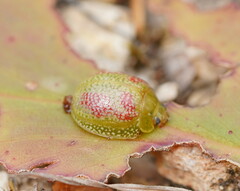 Paropsisterna fastidiosa