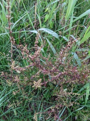 Rumex conglomeratus