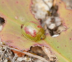 Paropsisterna fastidiosa