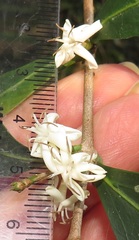 Tricalysia sonderiana
