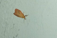 Miltochrista miniata