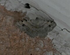 Frederickia subterminata