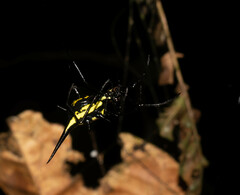 Micrathena schreibersi