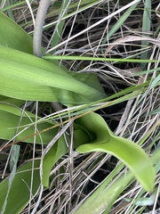 Ledebouria revoluta