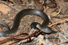 Cryptophis nigrescens