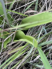 Ledebouria revoluta