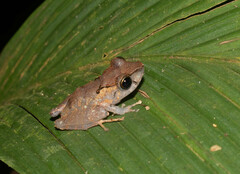 Pristimantis kichwarum