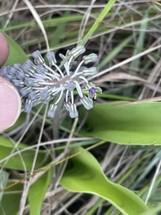 Ledebouria revoluta