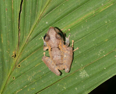 Pristimantis kichwarum