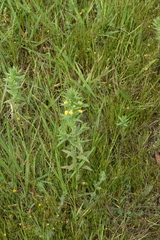 Bellardia viscosa