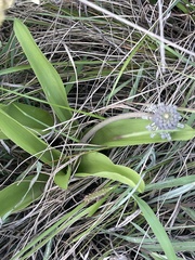 Ledebouria revoluta