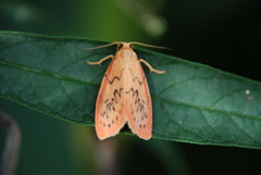 Miltochrista miniata