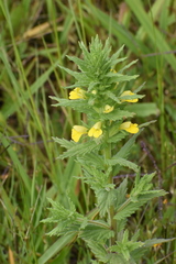 Bellardia viscosa